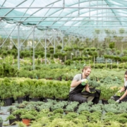 two employees at a plant nursery