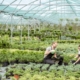 two employees at a plant nursery